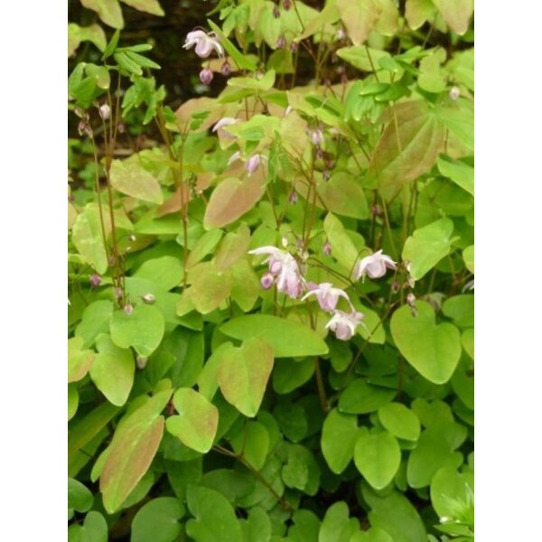 Epimedium yong. 'Roseum'