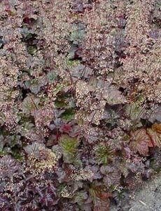  Heuchera micrantha 'Palace Purple'