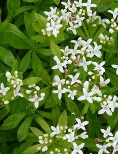  Galium odoratum