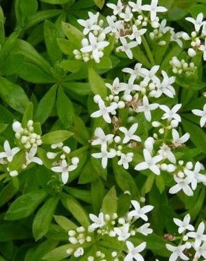  Galium odoratum