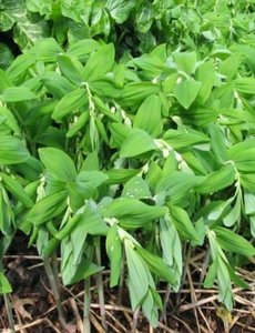  Polygonatum multiflorum