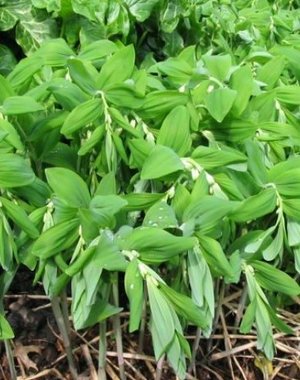  Polygonatum multiflorum