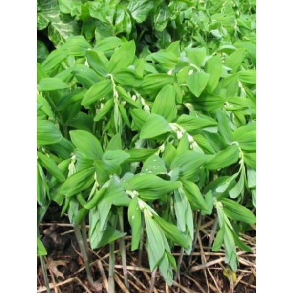 Polygonatum multiflorum