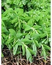  Polygonatum multiflorum