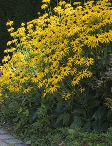  Rudbeckia fulgida 'Goldsturm'