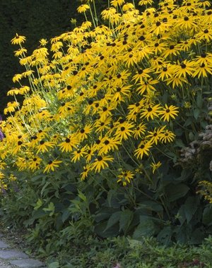  Rudbeckia fulgida 'Goldsturm'