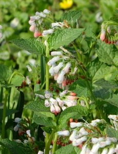  Symphytum grandiflorum ‘Wisley Blue’