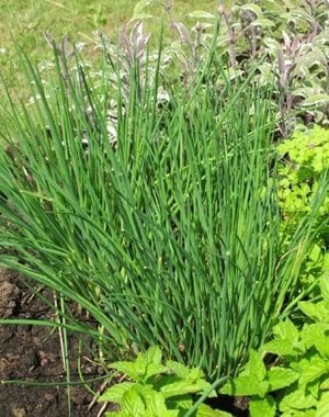  Allium schoenoprasum