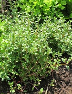  Thymus vulgaris