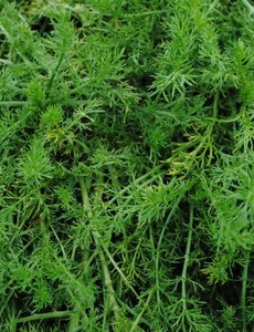  Chamaemelum nobile 'Treneague'