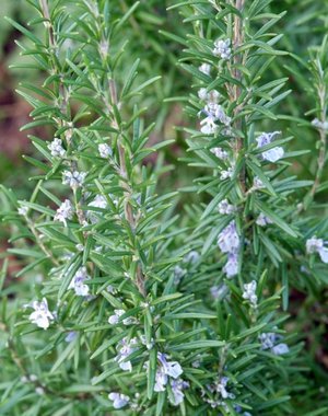  Rosmarinus officinalis