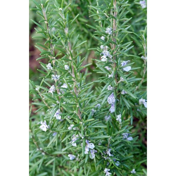 Rosmarinus officinalis