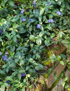  Vinca minor