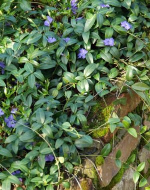  Vinca minor