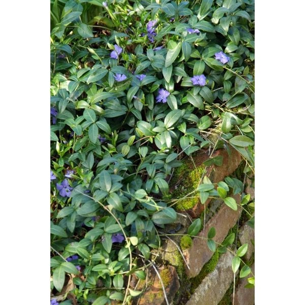 Vinca minor