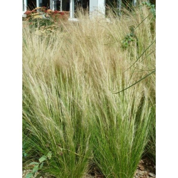 Stipa tenuissima 'Ponytails'