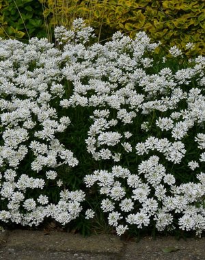  Iberis sempervirens 'Snowflake'