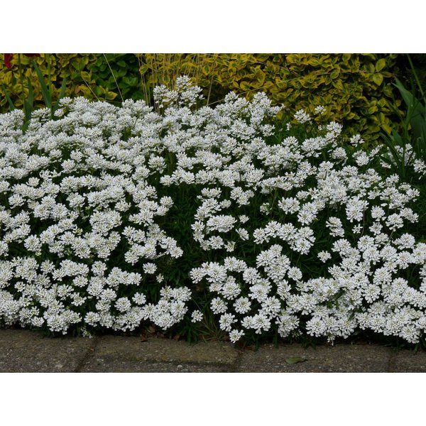 Iberis sempervirens 'Snowflake'