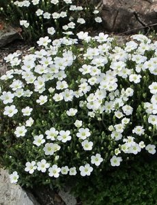  Arenaria montana