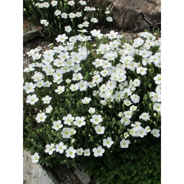 Arenaria montana