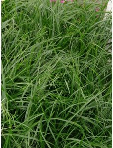  Carex morrowii 'Evergreen'