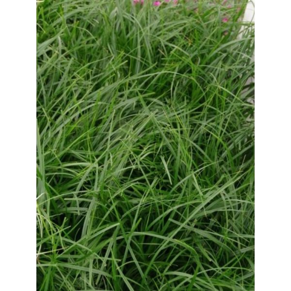 Carex morrowii 'Evergreen'