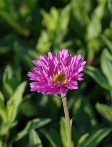  Aster alp. 'Happy End'