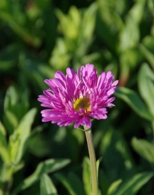  Aster alp. 'Happy End'