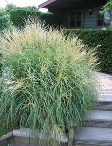  Miscanthus sin. 'Yakushima Dwarf'