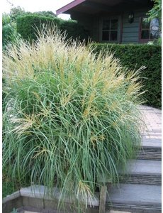  Miscanthus sin. 'Yakushima Dwarf'