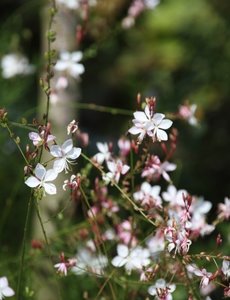  Gaura lindh. 'Whirling Butterflies'