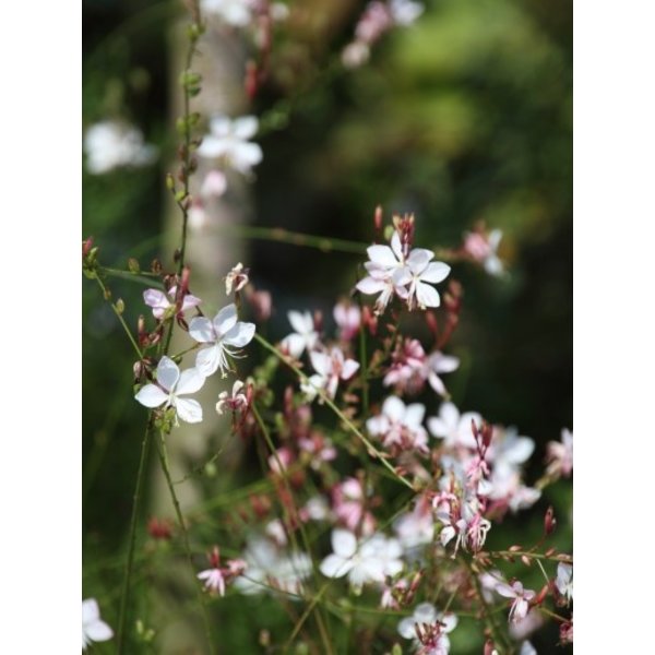 Gaura lindh. 'Whirling Butterflies'