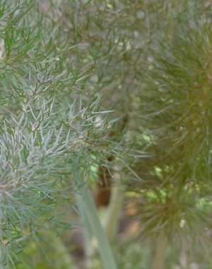  Foeniculum vulgare 'Purpureum'