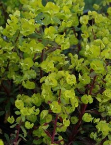  Euphorbia amygdaloides 'Purpurea'