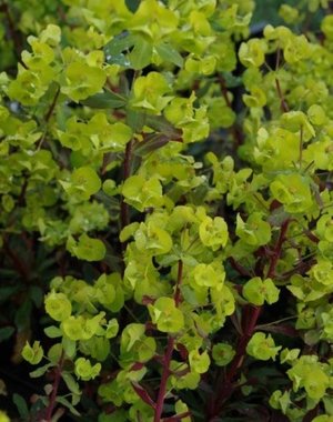  Euphorbia amygdaloides 'Purpurea'