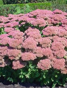  Sedum 'Herbstfreude'
