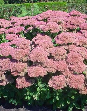  Sedum 'Herbstfreude'