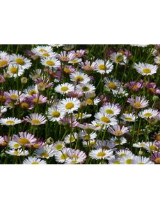  Erigeron karvinskianus