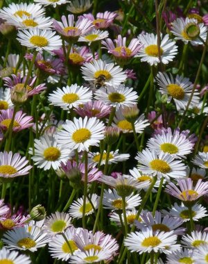  Erigeron karvinskianus