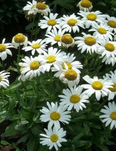  Leucanthemum (S) 'Snow Lady'