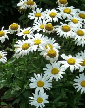  Leucanthemum (S) 'Snow Lady'