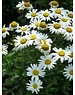  Leucanthemum (S) 'Snow Lady'