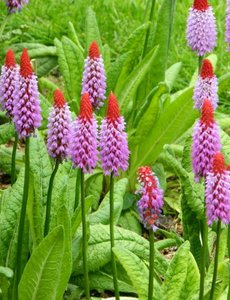 Primula vialli