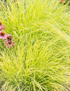  Pennisetum alop. 'Hameln Gold'
