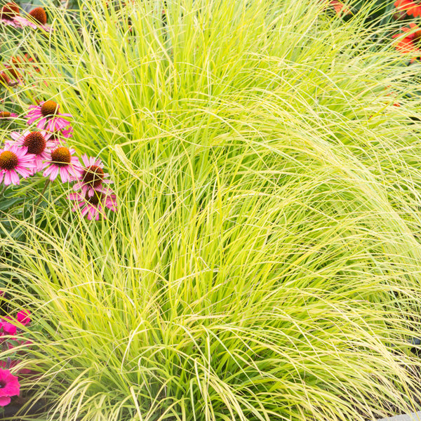 Pennisetum alop. 'Hameln Gold'