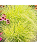  Pennisetum alop. 'Hameln Gold'