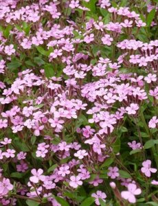  Saponaria ocymoides
