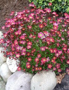  Saxifraga (A) 'Peter Pan'