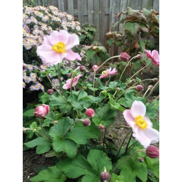 Anemone hup. 'September Charm'