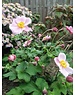  Anemone hup. 'September Charm'